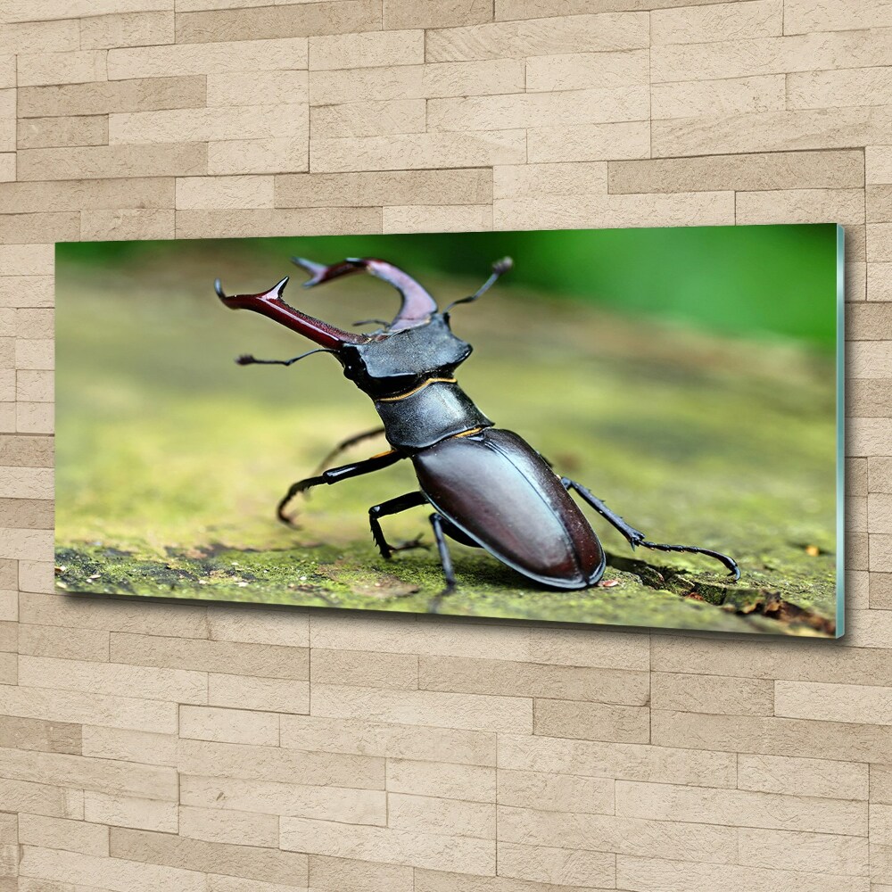 Acrylic wall art Beetle