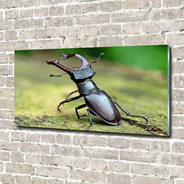 Acrylic wall art Beetle