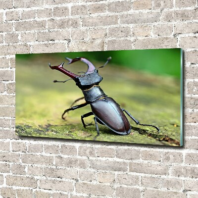 Acrylic wall art Beetle