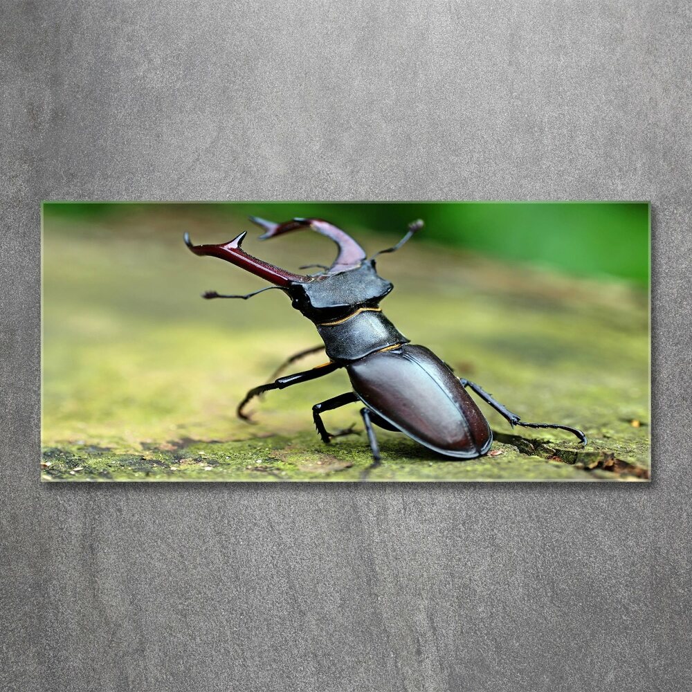 Acrylic wall art Beetle