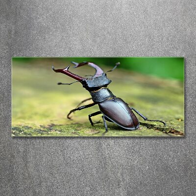 Acrylic wall art Beetle