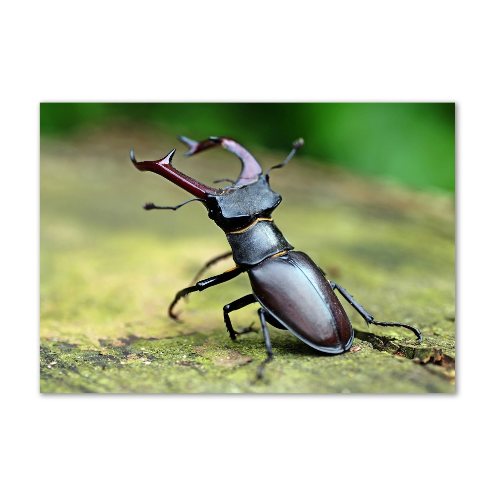 Acrylic wall art Beetle