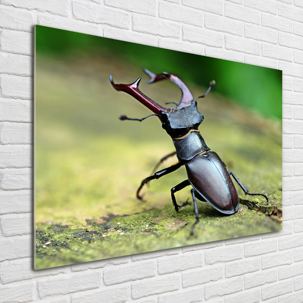 Acrylic wall art Beetle