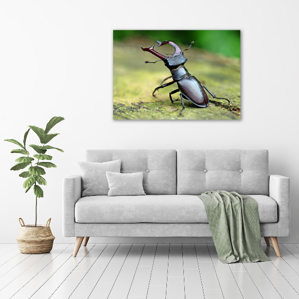 Acrylic wall art Beetle