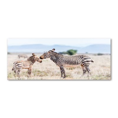 Print on acrylic Zebra in the mountains