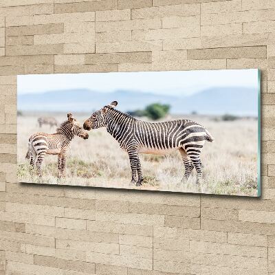 Print on acrylic Zebra in the mountains