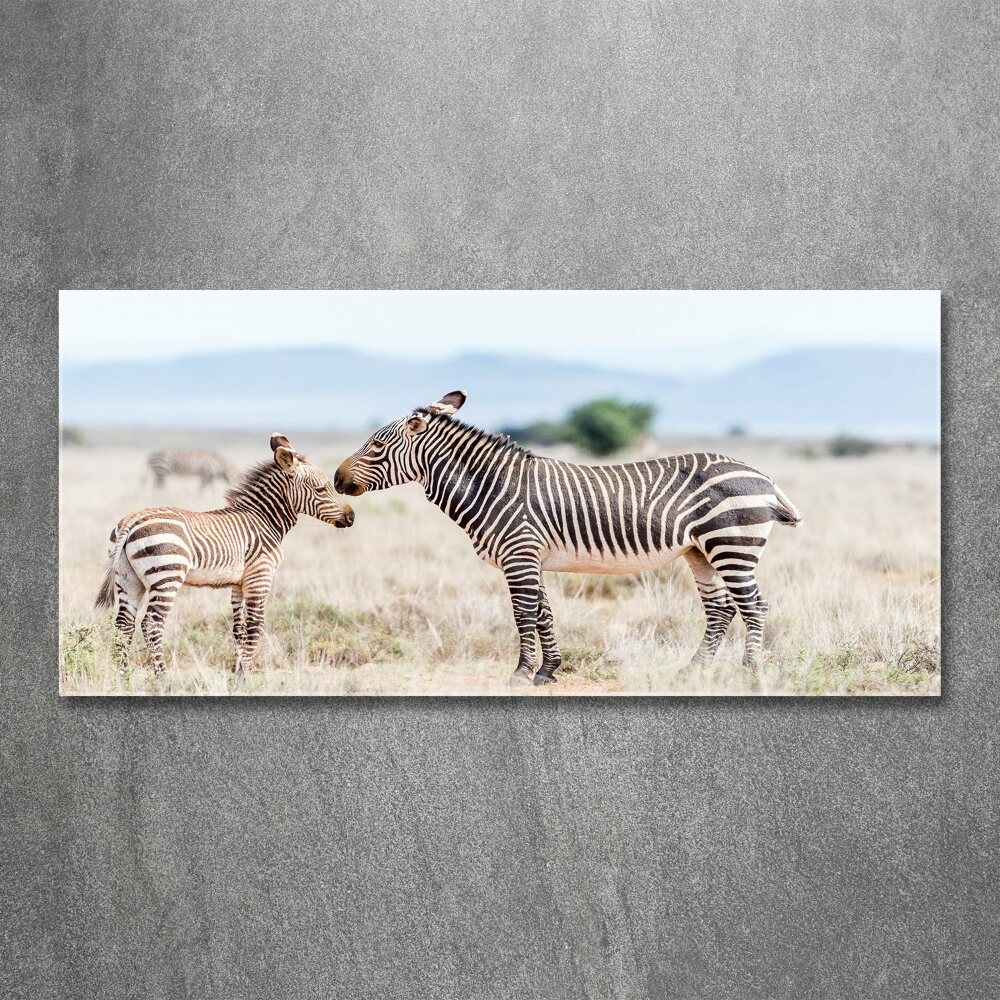 Print on acrylic Zebra in the mountains