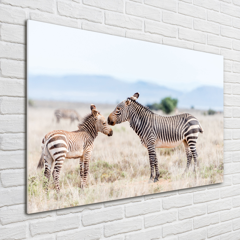 Print on acrylic Zebra in the mountains