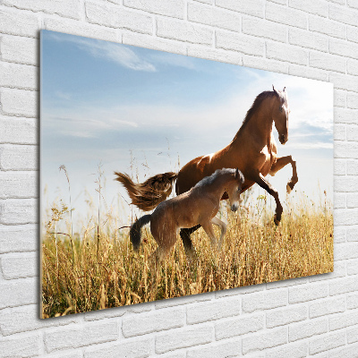 Print on acrylic Mare with foal