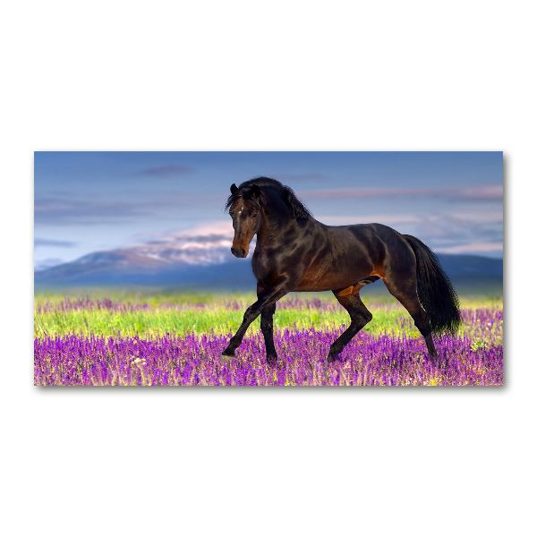 Print on acrylic Horse in the field of lavender