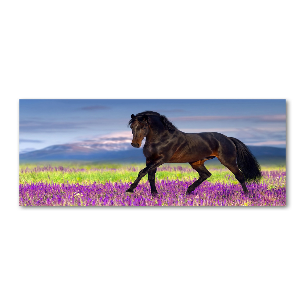 Print on acrylic Horse in the field of lavender