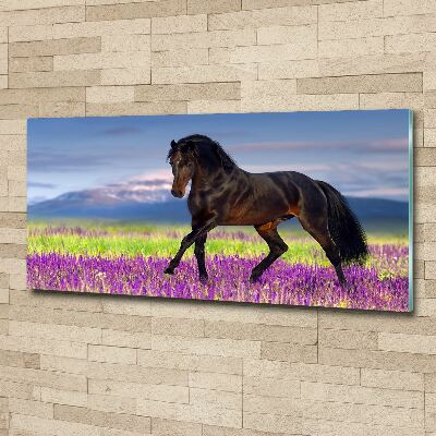 Print on acrylic Horse in the field of lavender