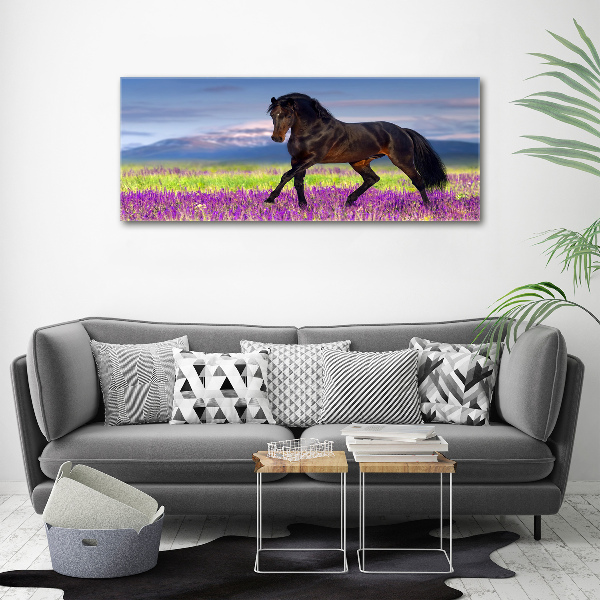 Print on acrylic Horse in the field of lavender