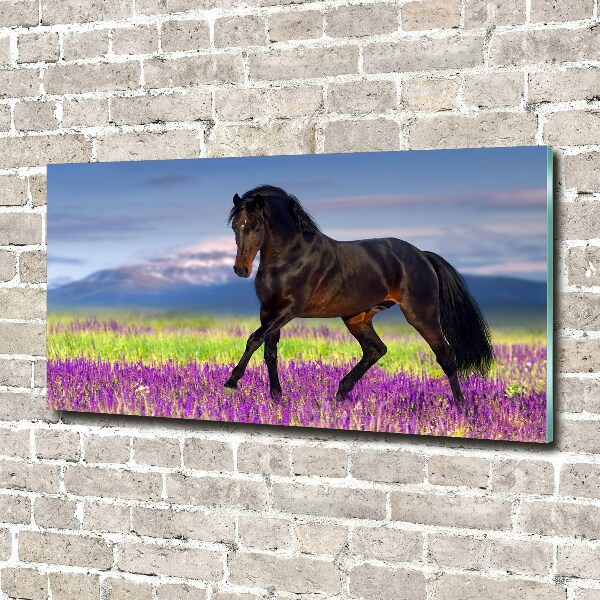 Print on acrylic Horse in the field of lavender