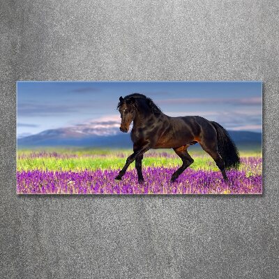 Print on acrylic Horse in the field of lavender