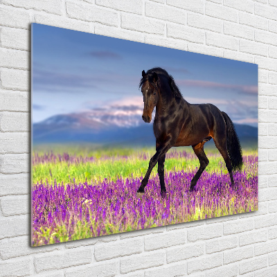 Print on acrylic Horse in the field of lavender