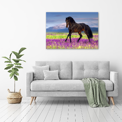 Print on acrylic Horse in the field of lavender