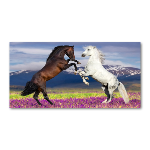 Print on acrylic Fighting horses mountains