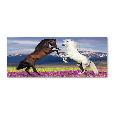 Print on acrylic Fighting horses mountains