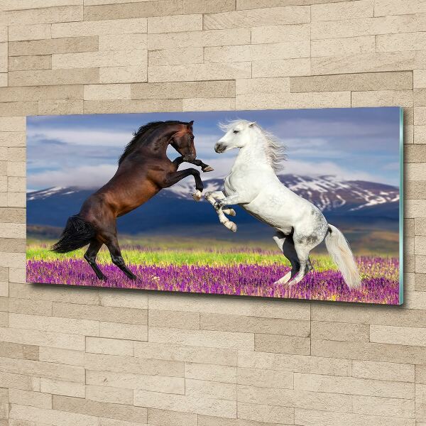 Print on acrylic Fighting horses mountains