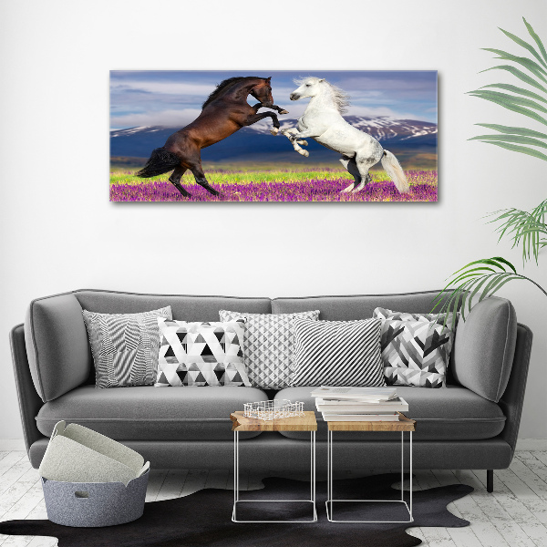 Print on acrylic Fighting horses mountains