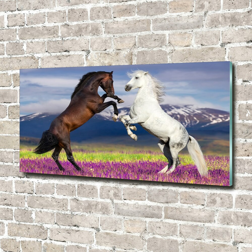 Print on acrylic Fighting horses mountains