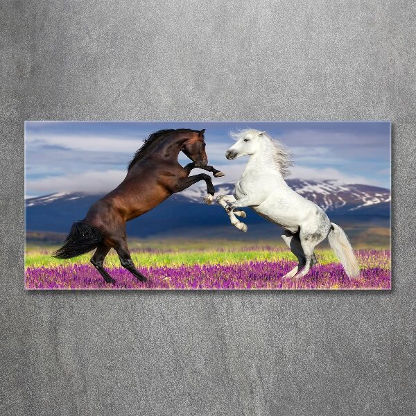 Print on acrylic Fighting horses mountains