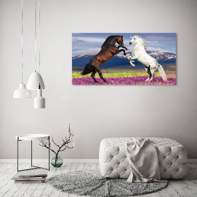 Print on acrylic Fighting horses mountains