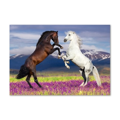 Print on acrylic Fighting horses mountains