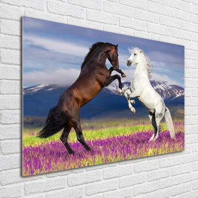 Print on acrylic Fighting horses mountains