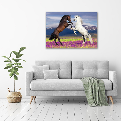 Print on acrylic Fighting horses mountains