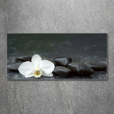 Acrylic print Orchid