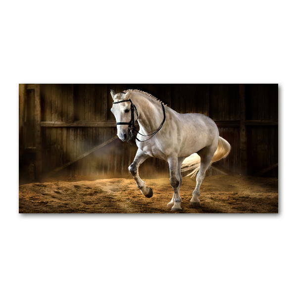 Print on acrylic White horse in the stable