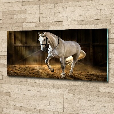 Print on acrylic White horse in the stable