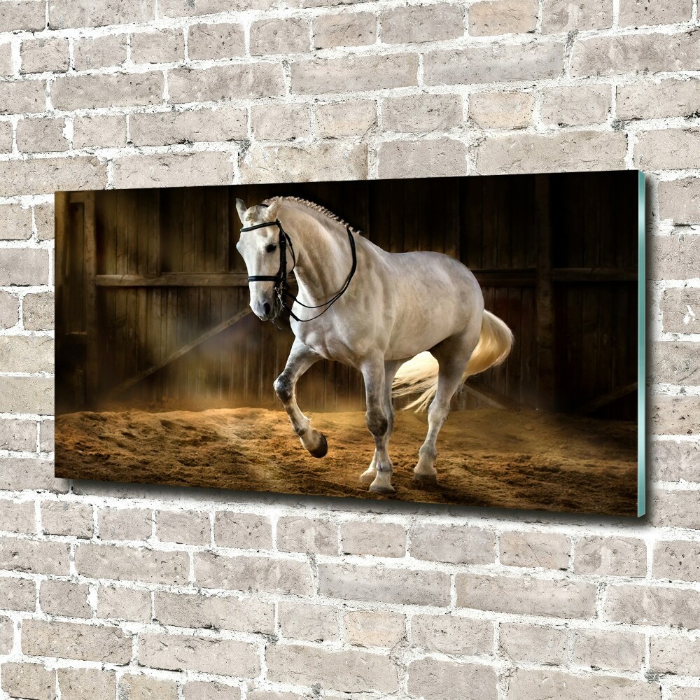 Print on acrylic White horse in the stable