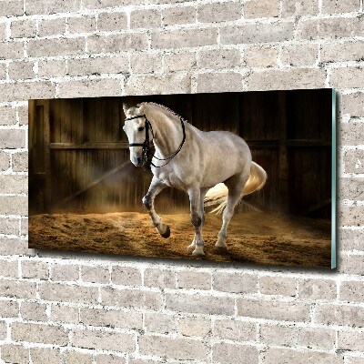 Print on acrylic White horse in the stable