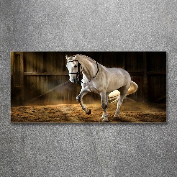 Print on acrylic White horse in the stable