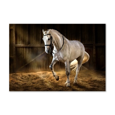 Print on acrylic White horse in the stable