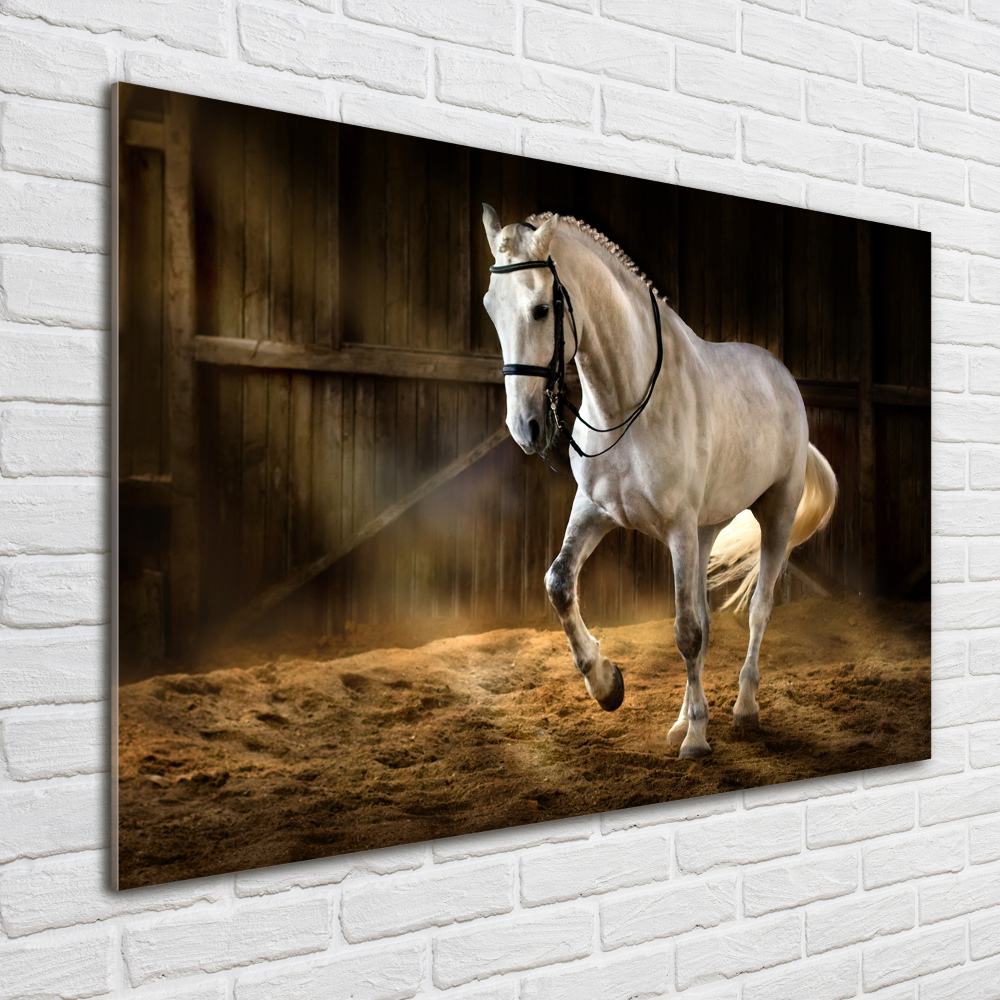 Print on acrylic White horse in the stable