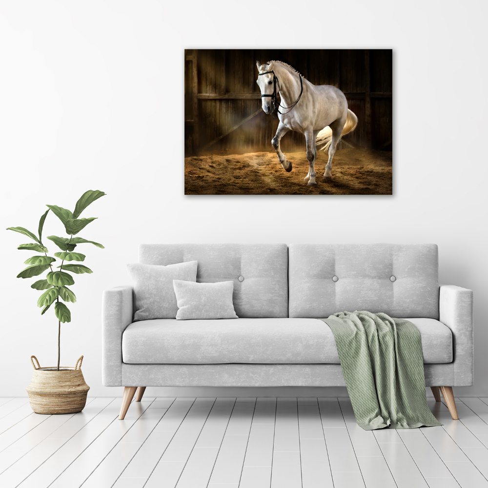 Print on acrylic White horse in the stable