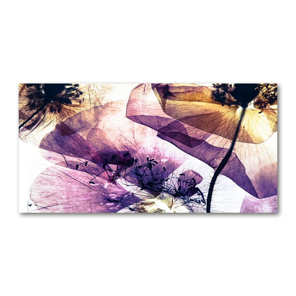 Acrylic print Dry poppies