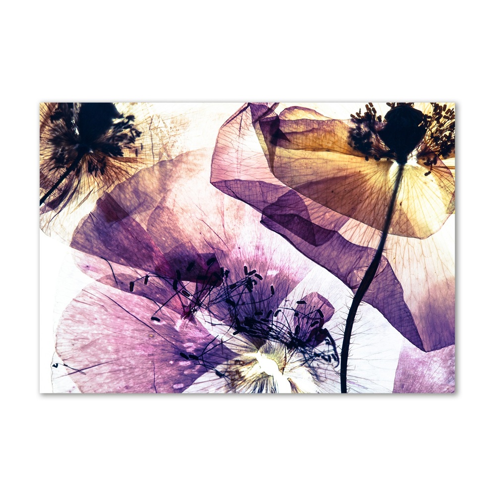 Acrylic print Dry poppies