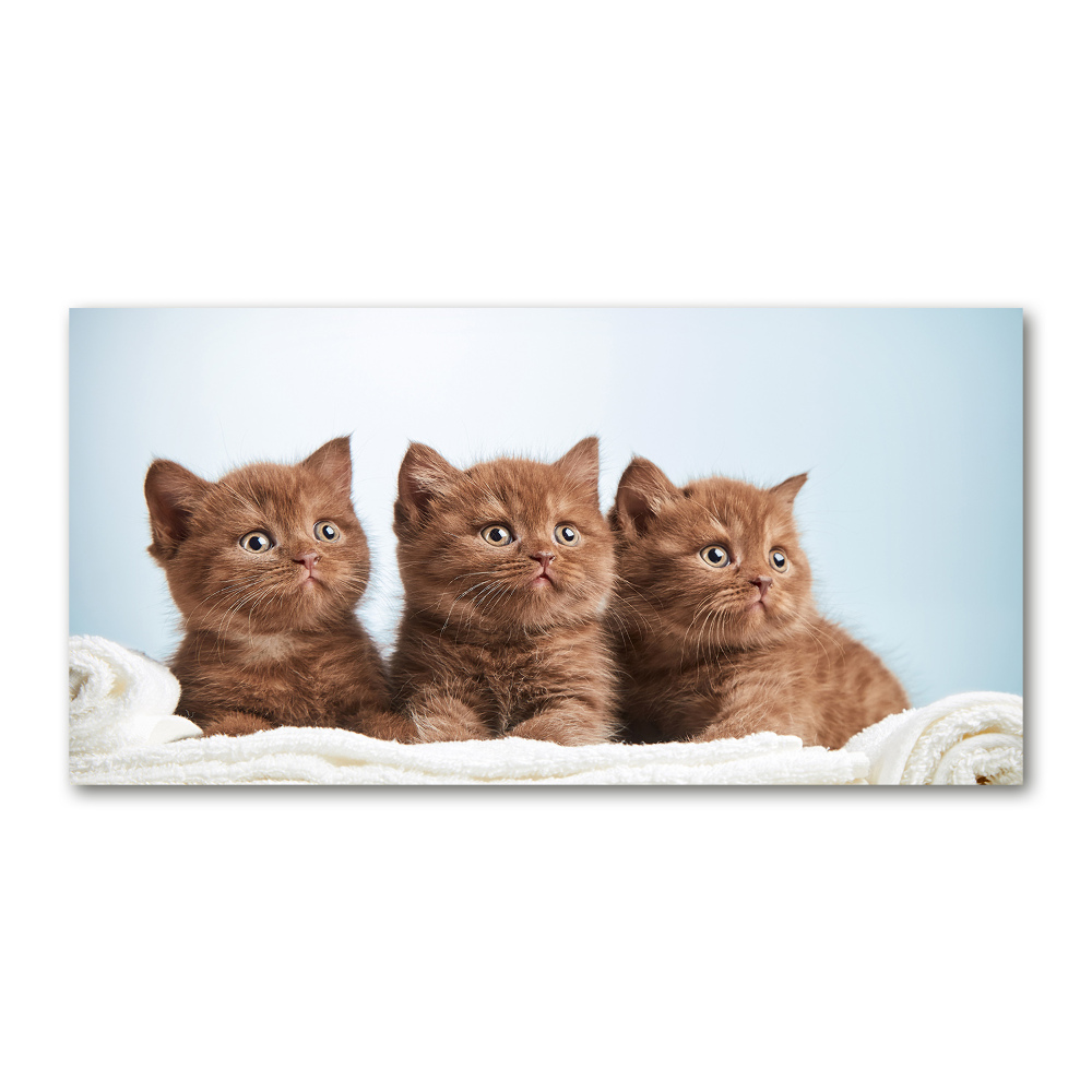 Wall art acrylic Chatter cats