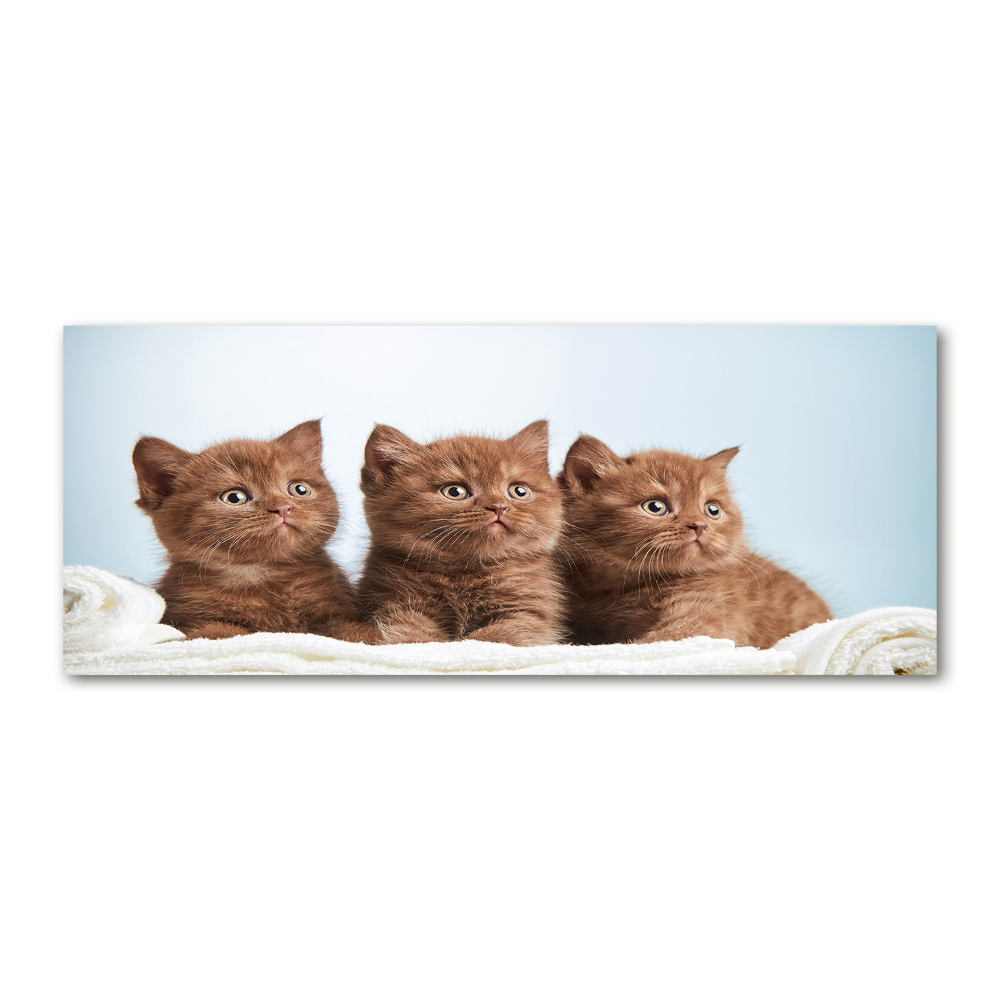 Wall art acrylic Chatter cats