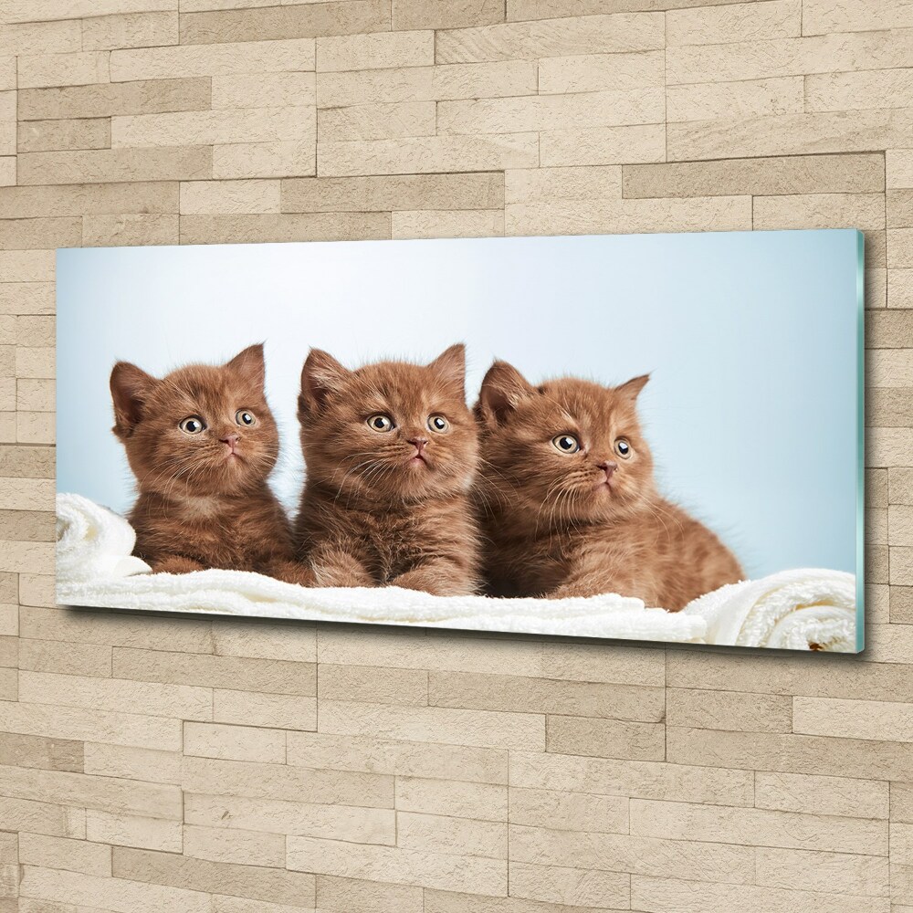 Wall art acrylic Chatter cats