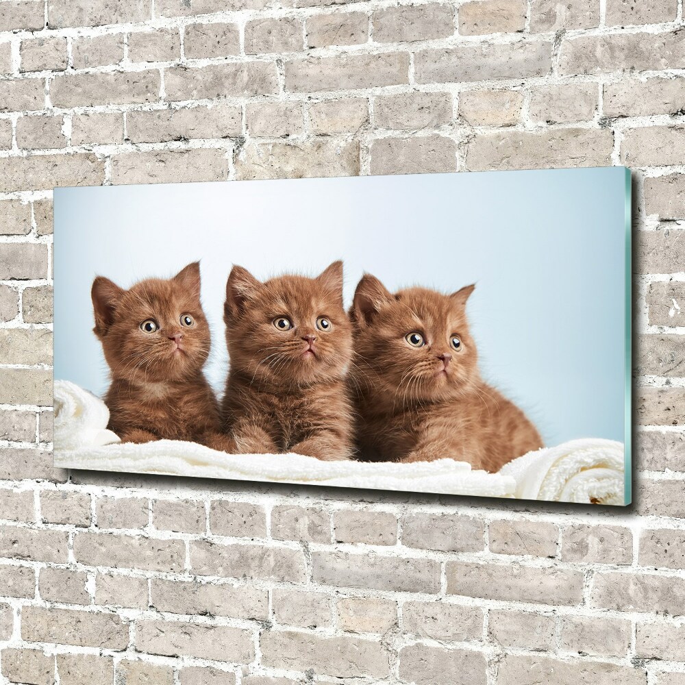 Wall art acrylic Chatter cats