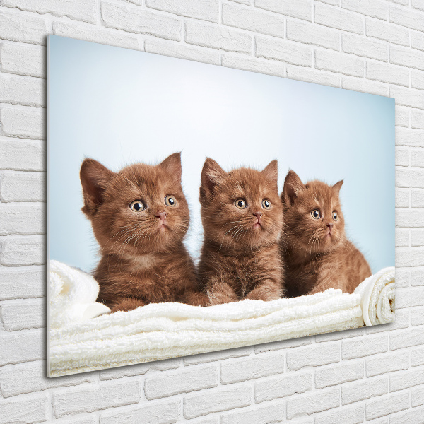 Wall art acrylic Chatter cats