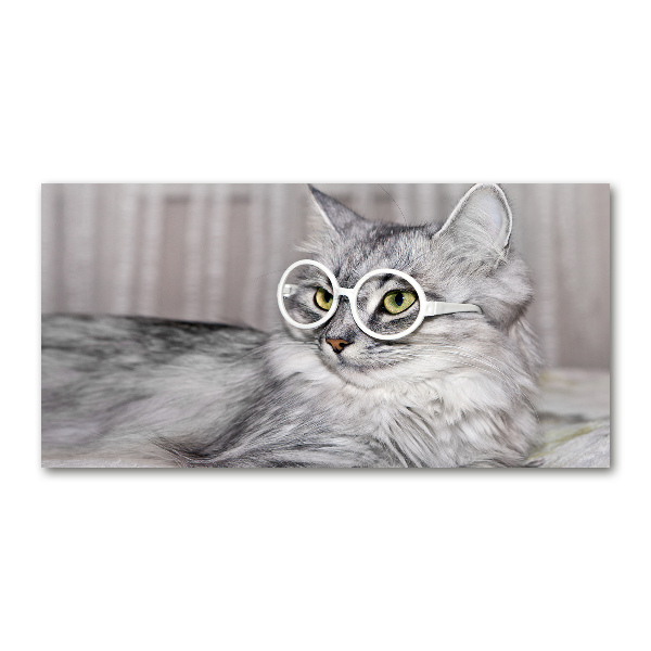 Acrylic print Cat with glasses