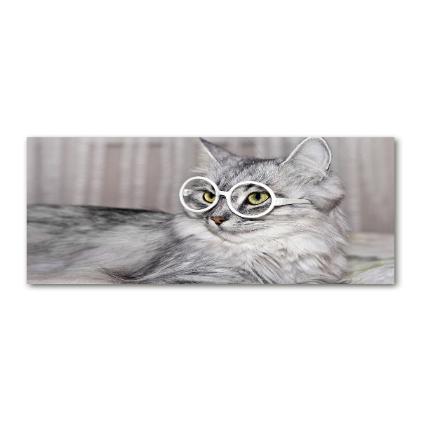 Acrylic print Cat with glasses