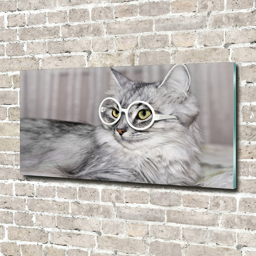 Acrylic print Cat with glasses